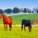Chiropractic Practice for Sale in Northern KY Area