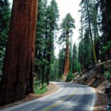 CALIFORNIA PRACTICE FOR SALE โ GATEWAY TO THE GIANT SEQUOIAS