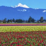 Associate Chiropractor Wanted in Skagit Valley, WA
